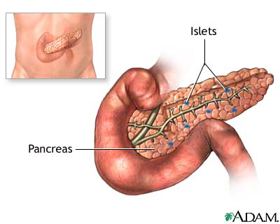 Definition of Pancreas