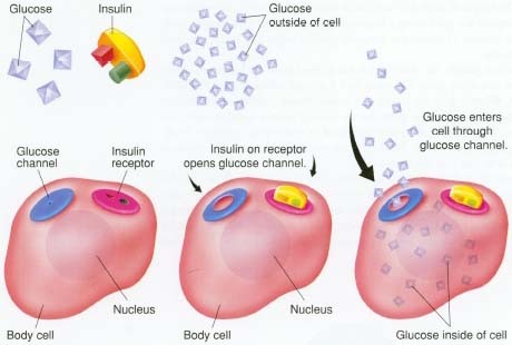 How insulin works