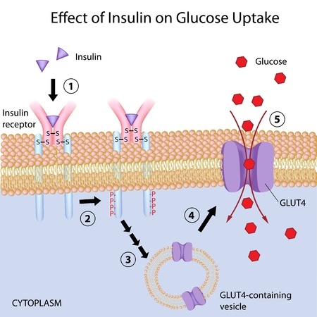 Effects of Insulin on Glucose Uptake