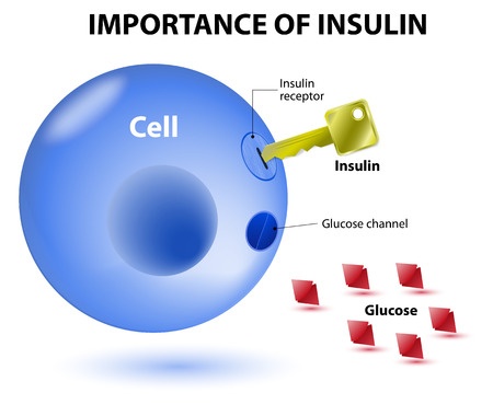 How Insulin Works