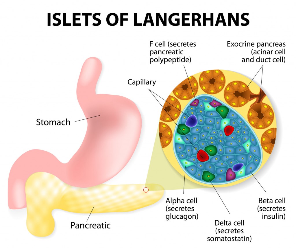 Human Pancreas Islets of Langerhans