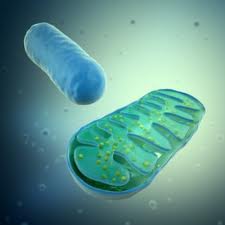mitochondrial dysfunction