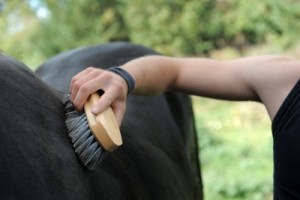 Grooming a Horse